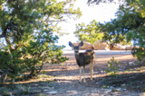 Une biche &agrave; Grand Canyon