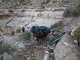 Mules sur Havasu Canyon Trail