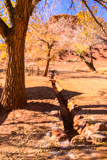 Lonely Dell Ranch