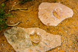 Dinosaur Footprints