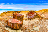 Giant Logs Trail