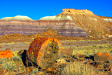 Petrified Forest NP