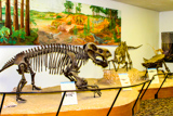 Rainbow Forest Museum