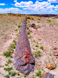 Long Logs Trail