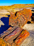 Petrified Forest NP