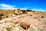 Giant Logs Trail