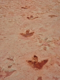 Moenkopi Dinosaur Tracks