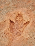 Moenkopi Dinosaur Tracks