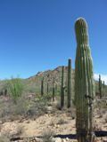 Saguaro NP