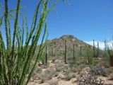 Saguaro National Park