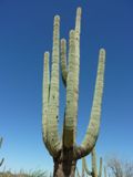 Saguaro NP