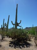 Saguaro NP
