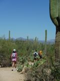 Saguaro NP
