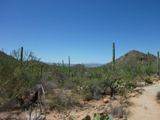 Saguaro NP