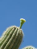 Saguaro NP