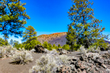 Lava's Edge Trail
