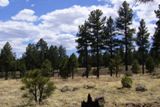 Sunset Crater Volcano NM