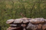 Tuzigoot National Monument