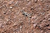 L&eacute;zard (Death Valley NP)