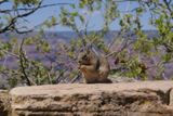 Ecureuil (Grand Canyon NP)