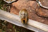 Ecureuil (Zion NP)