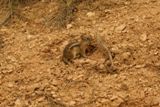 Ecureuil (Bryce Canyon NP)