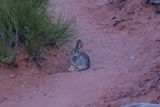 Lapin (Arches NP)