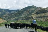 Troupeau de vaches (Wyoming)
