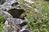 Marmotte (Grand Teton NP)