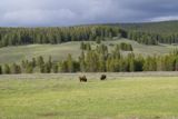 Bisons (Yellowstone NP)