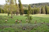Biches (Yellowstone NP)