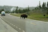 Bison (Yellowstone NP)