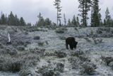Bison (Yellowstone NP)