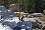 Marmotte (Yosemite NP)