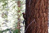 Ecureuil (Yosemite NP)