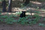 Ours (Yosemite NP)