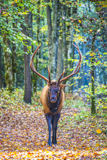 Elk &agrave; Cataloochee