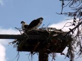 Osprey (Yellowstone NP)