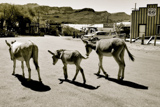 Oatman