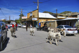 Oatman