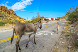 Oatman