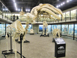 Skeletons : Museum of Osteology
