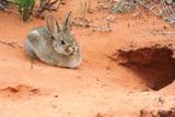Lapin (Arches NP)