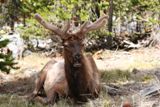 Cerf (Yellowstone NP)