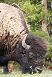 Bison (Yellowstone NP)