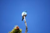 Mountain Bluebird (Yellowstone NP)