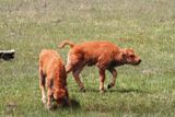 Bisonneaux (Yellowstone NP)
