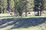 Grizzlys (Grand Teton NP)