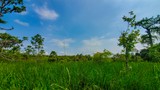Photos/Images de Barataria Preserve