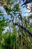 Palmetto Trail